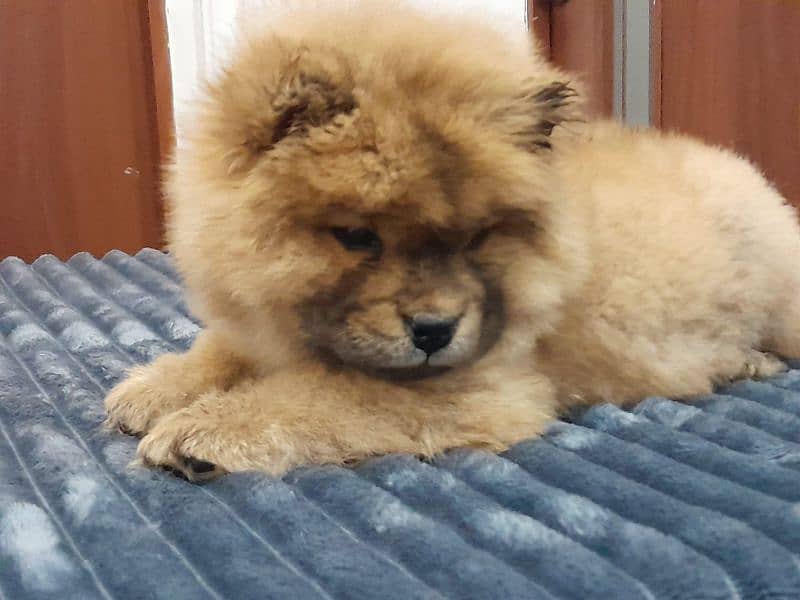 IMPORTED CHOW CHOW PUPPIES AVAILABLE FOR BOOKING 6