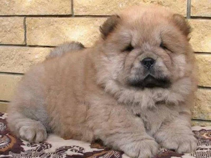 IMPORTED CHOW CHOW PUPPIES AVAILABLE FOR BOOKING 7