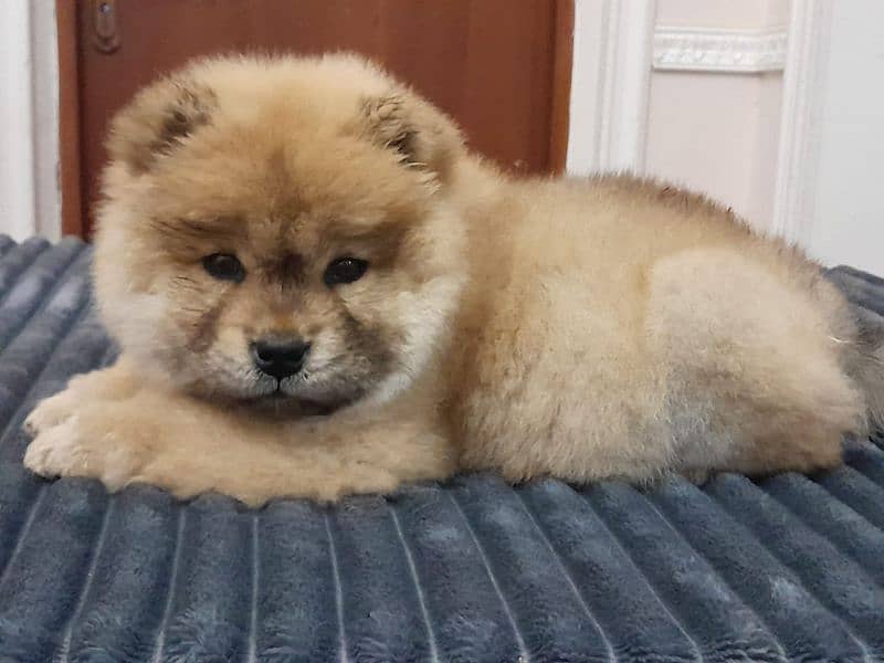 IMPORTED CHOW CHOW PUPPIES AVAILABLE FOR BOOKING 9