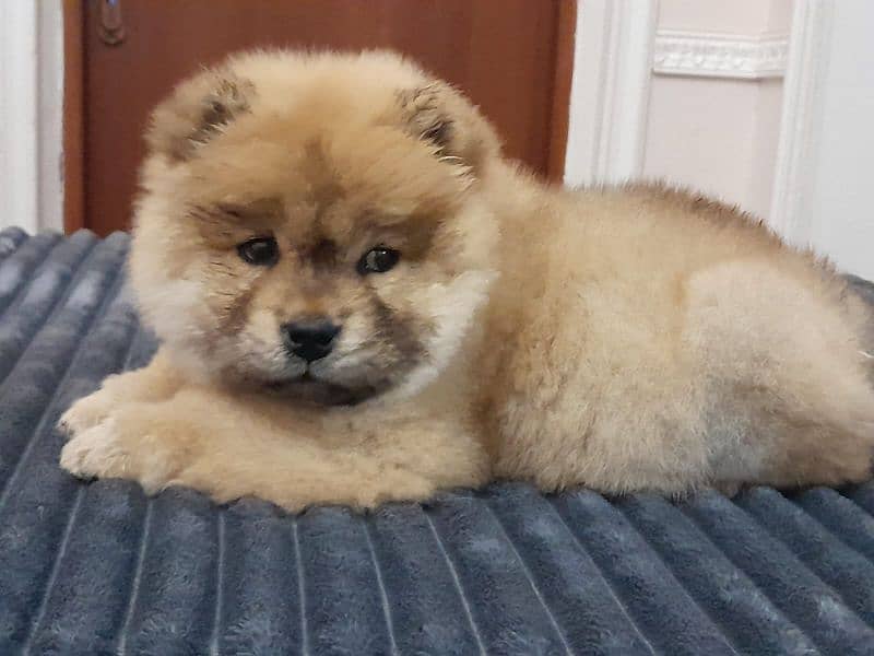 IMPORTED CHOW CHOW PUPPIES AVAILABLE FOR BOOKING 11