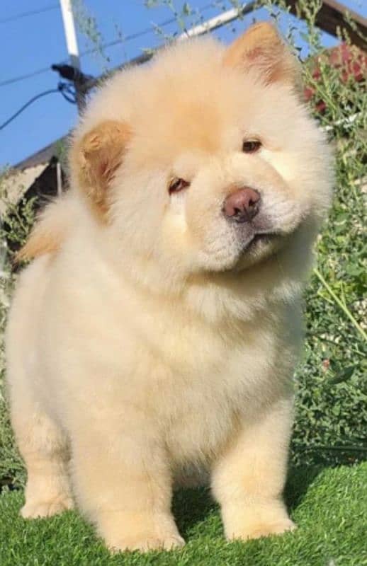 IMPORTED CHOW CHOW PUPPIES AVAILABLE FOR BOOKING 12