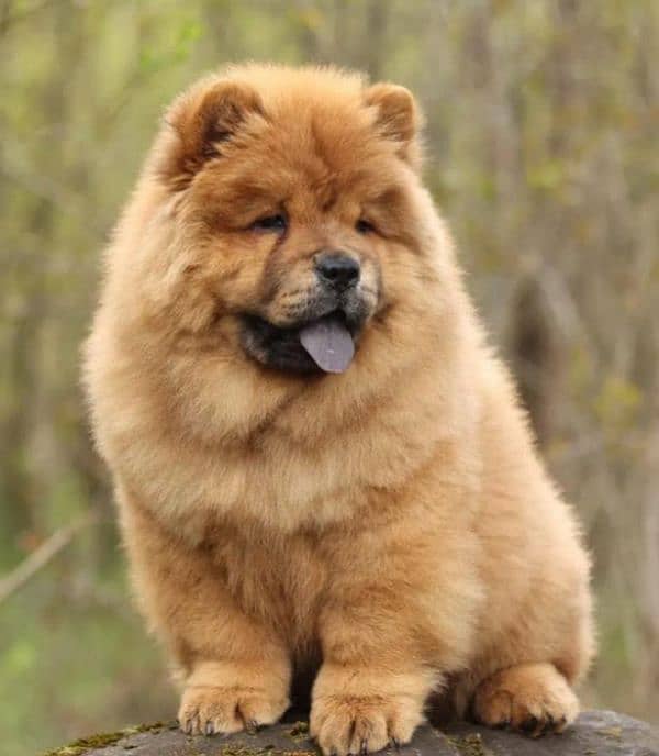 IMPORTED CHOW CHOW PUPPIES AVAILABLE FOR BOOKING 13