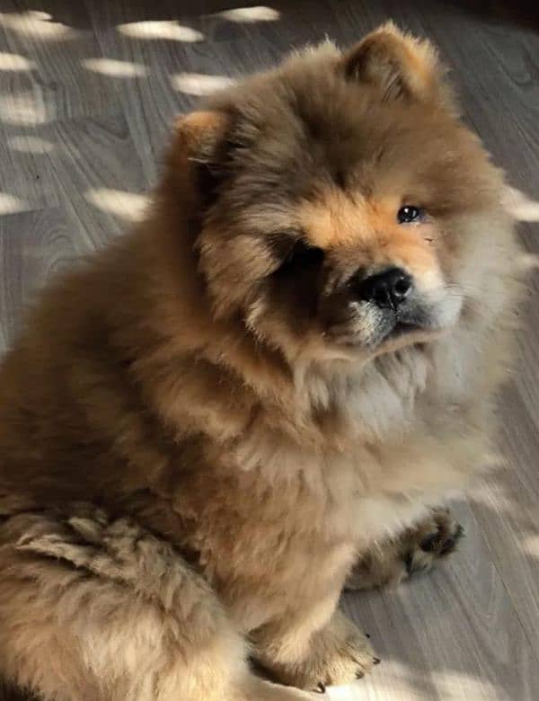 IMPORTED CHOW CHOW PUPPIES AVAILABLE FOR BOOKING 14