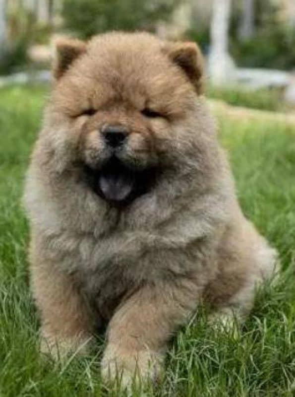 IMPORTED CHOW CHOW PUPPIES AVAILABLE FOR BOOKING 15