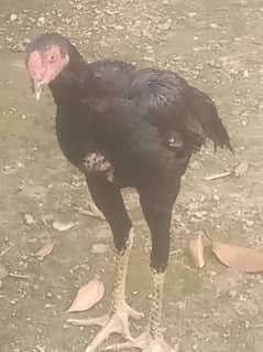 Aseel Hen Young Pair For Sale