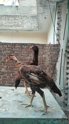 Aseel Mianwali or Aseel Bakhar Breed Available For Sale