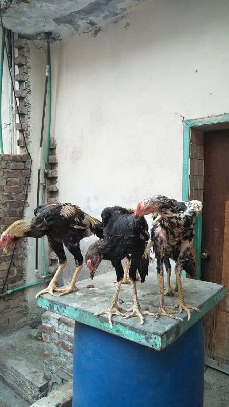 Aseel Mianwali or Aseel Bakhar Breed Available For Sale 2