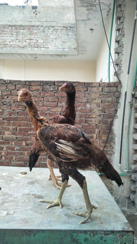 Aseel Mianwali or Aseel Bakhar Breed Available For Sale 3