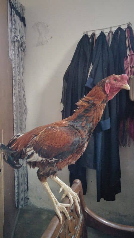 Aseel Mianwali or Aseel Bakhar Breed Available For Sale 4