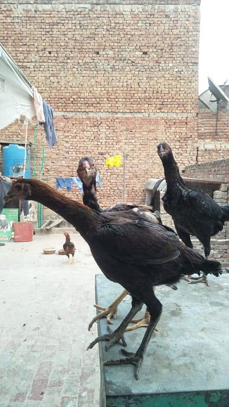 Aseel Mianwali or Aseel Bakhar Breed Available For Sale 5