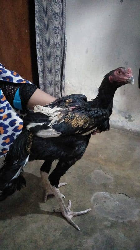 Aseel Mianwali or Aseel Bakhar Breed Available For Sale 7