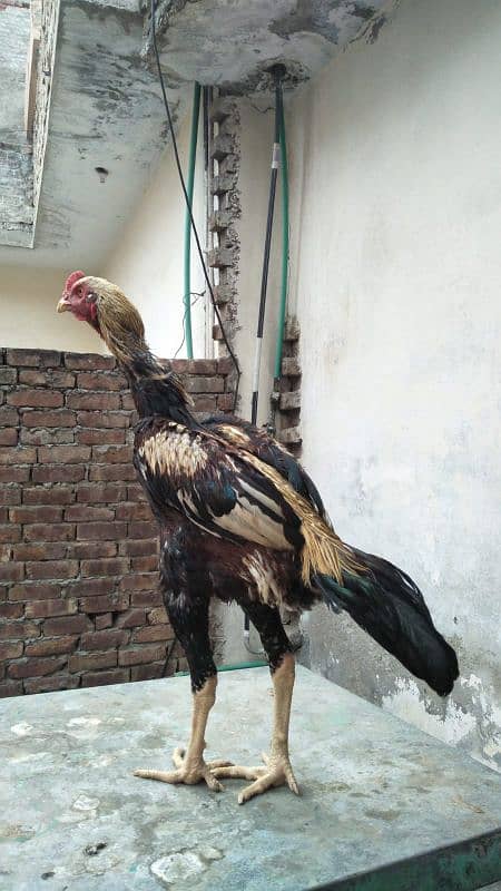 Aseel Mianwali or Aseel Bakhar Breed Available For Sale 9