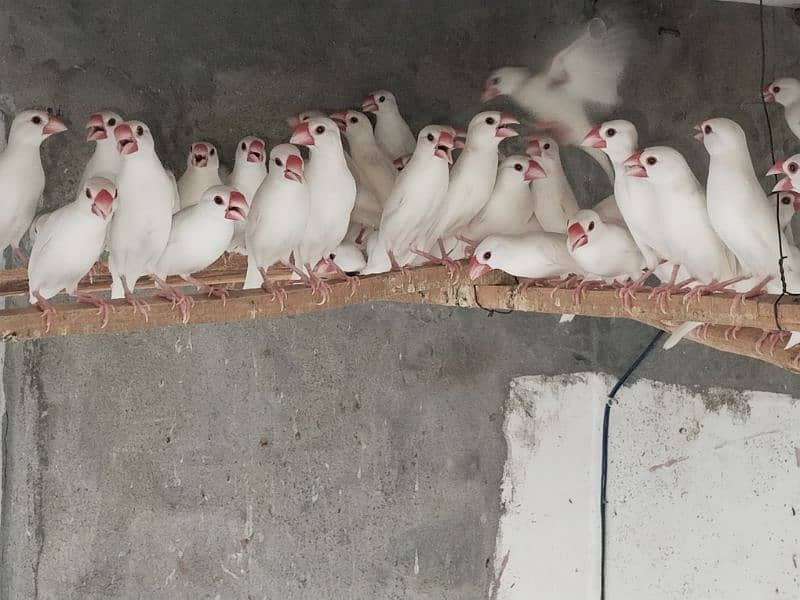 white Java and silver java / snow white jawa / java finches for sale 10