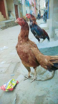 Aseel Murga and Hen For Sale