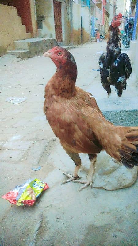 Aseel Murga and Hen For Sale 1