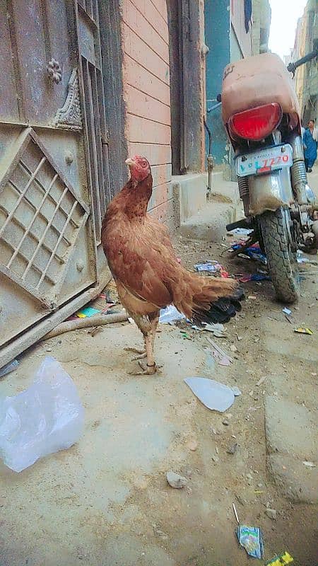 Aseel Murga and Hen For Sale 4