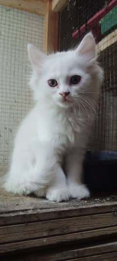 White Persian kitten