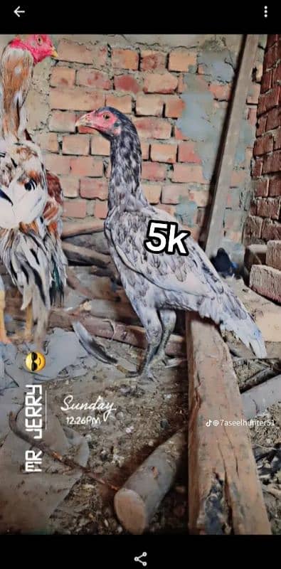 Aseel murga murgi For sale All birds 3