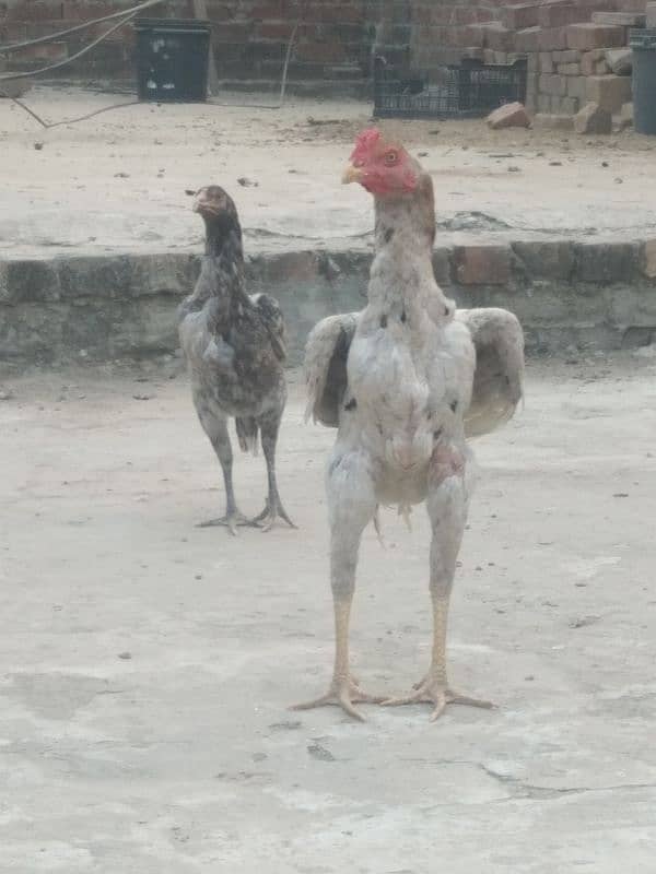 Aseel murga murgi For sale All birds 6