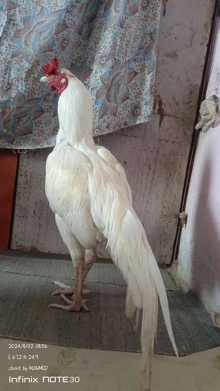 heera male paper white 1