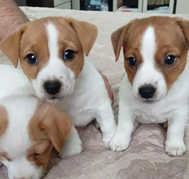 IMPORTED JACK RUSSELL TERRIER PUPPIES AVAILABLE FOR BOOKING 0