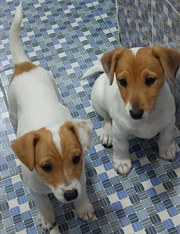 IMPORTED JACK RUSSELL TERRIER PUPPIES AVAILABLE FOR BOOKING 4