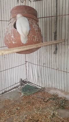 Love Bird For Sale Albino Black eye female and Green fisher Male