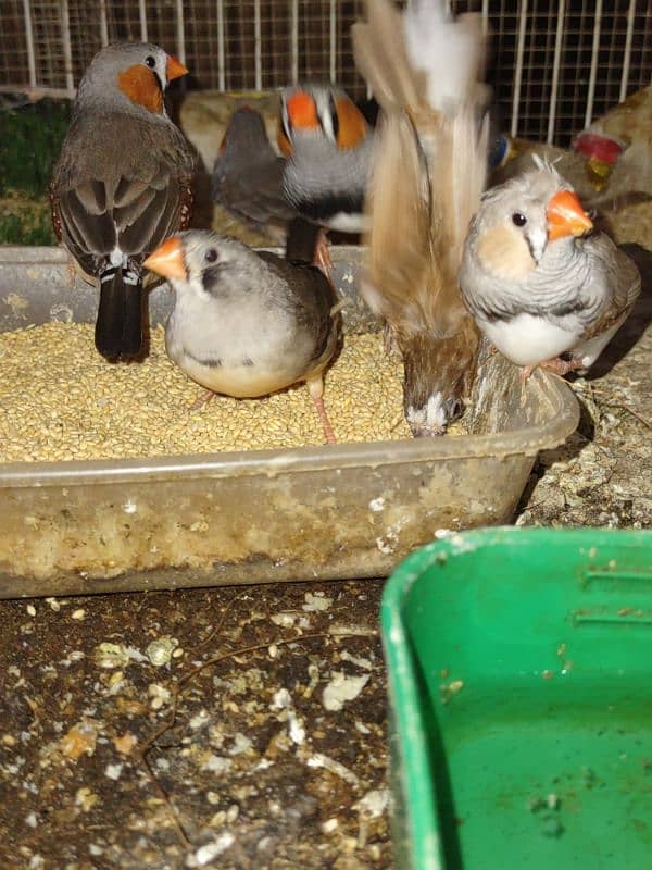 folding cage with 9 finches piece 1