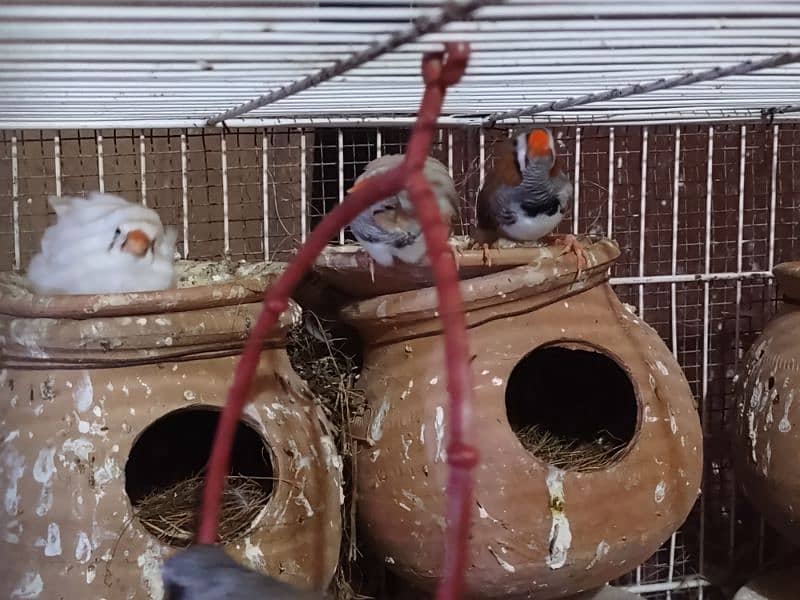 folding cage with 9 finches piece 4