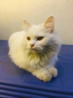 Persian cat (female)