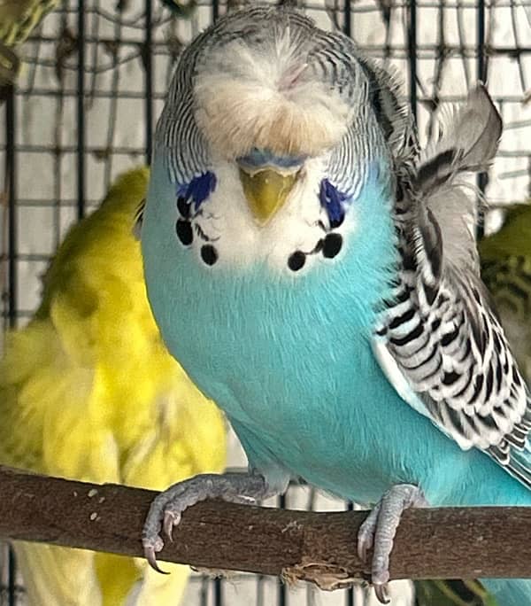 hogoromo budgies Males 2