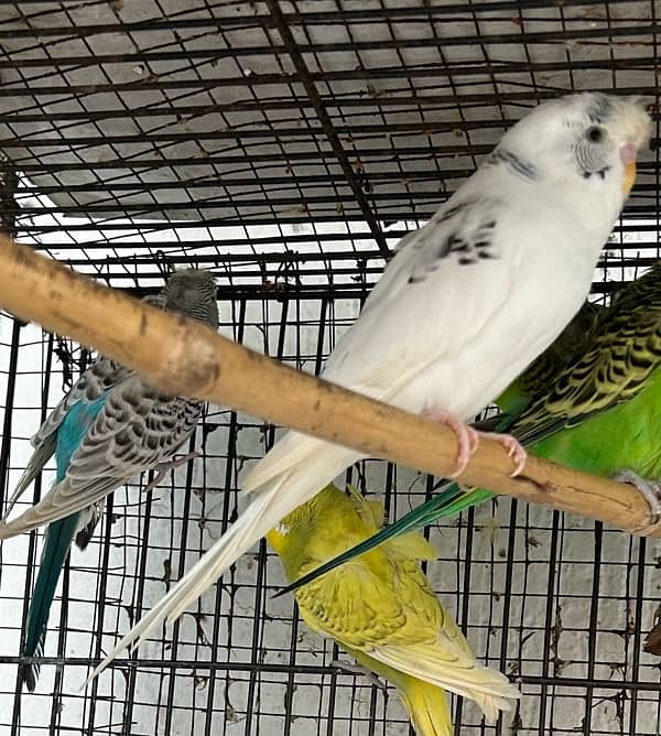 hogoromo budgies Males 3