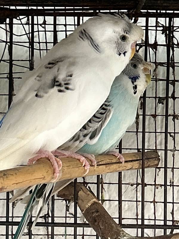 hogoromo budgies Males 4