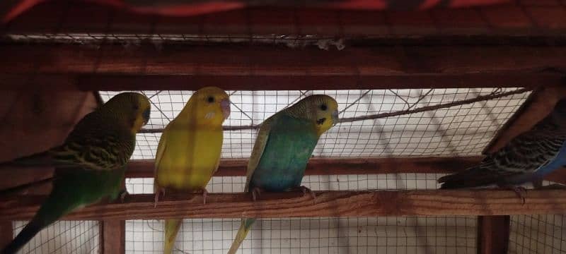 4 astailian parrot pair breeder 0