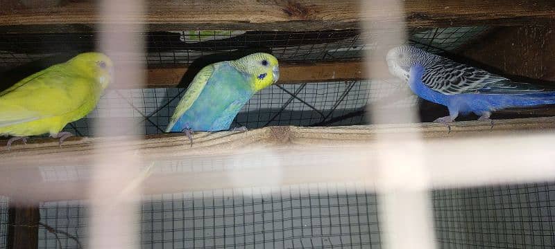 4 astailian parrot pair breeder 1