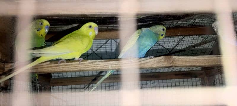 4 astailian parrot pair breeder 2