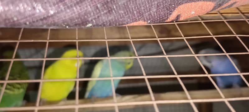 4 astailian parrot pair breeder 3