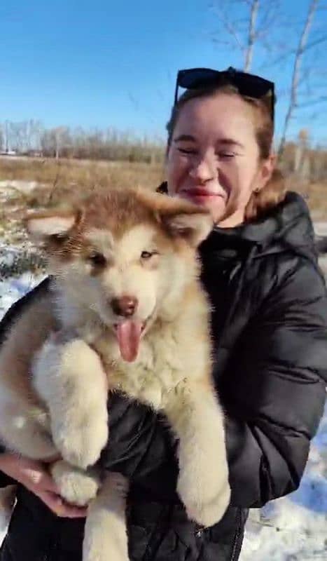 IMPORTED ALASKAN MALAMUTE PUPPIES AVAILABLE FOR BOOKING 1