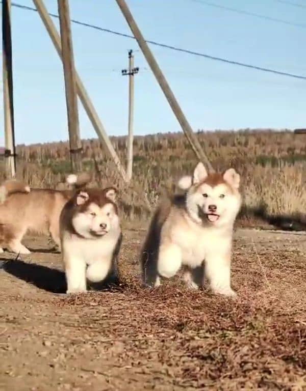 IMPORTED ALASKAN MALAMUTE PUPPIES AVAILABLE FOR BOOKING 3