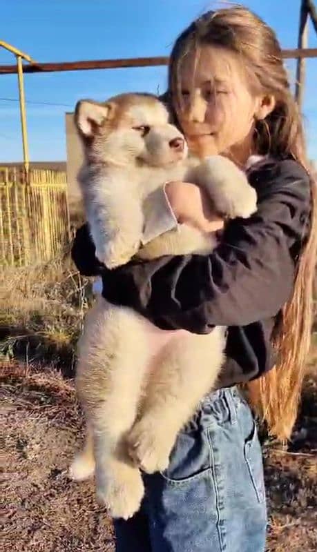 IMPORTED ALASKAN MALAMUTE PUPPIES AVAILABLE FOR BOOKING 4