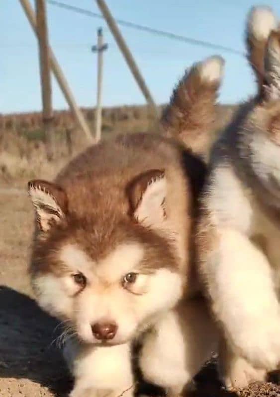 IMPORTED ALASKAN MALAMUTE PUPPIES AVAILABLE FOR BOOKING 6