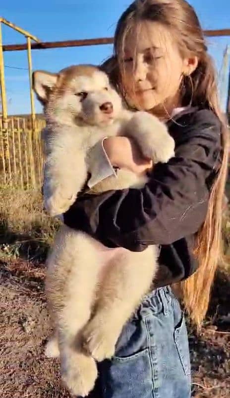 IMPORTED ALASKAN MALAMUTE PUPPIES AVAILABLE FOR BOOKING 7