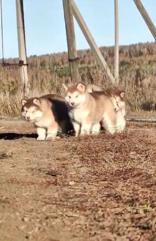 IMPORTED ALASKAN MALAMUTE PUPPIES AVAILABLE FOR BOOKING 10