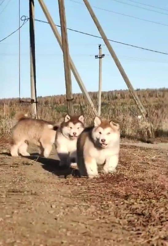 IMPORTED ALASKAN MALAMUTE PUPPIES AVAILABLE FOR BOOKING 11