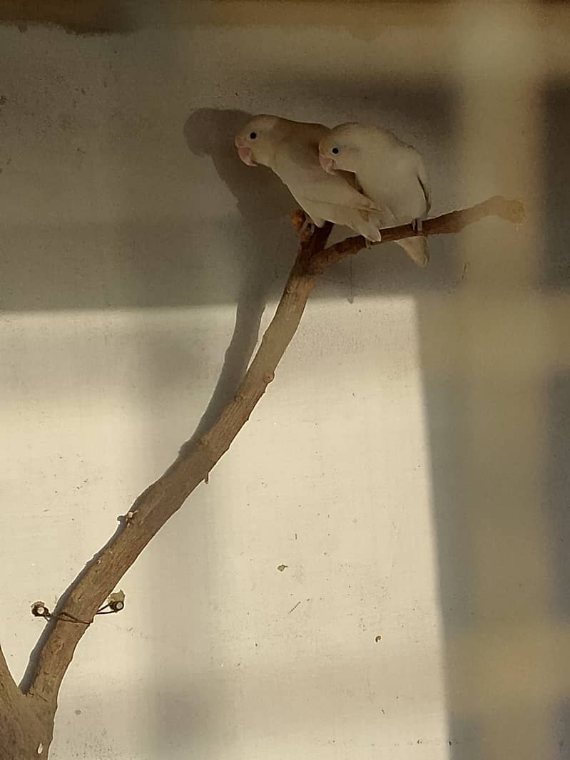 Albino pair 0