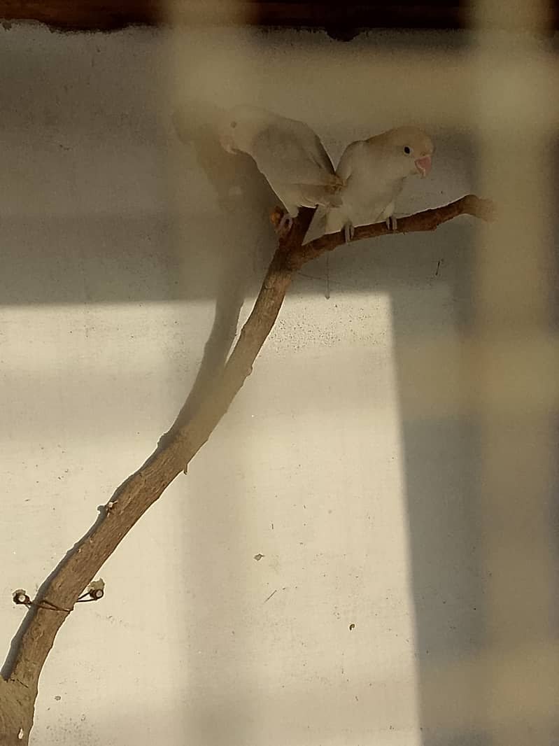 Albino pair 1