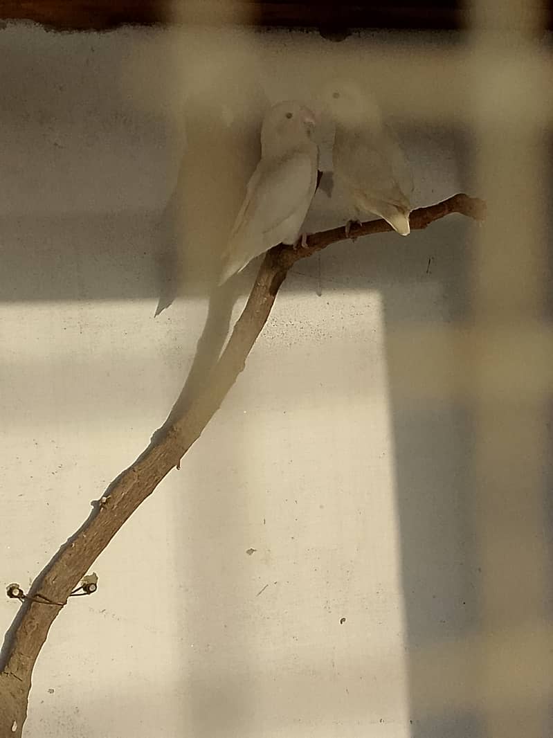 Albino pair 3