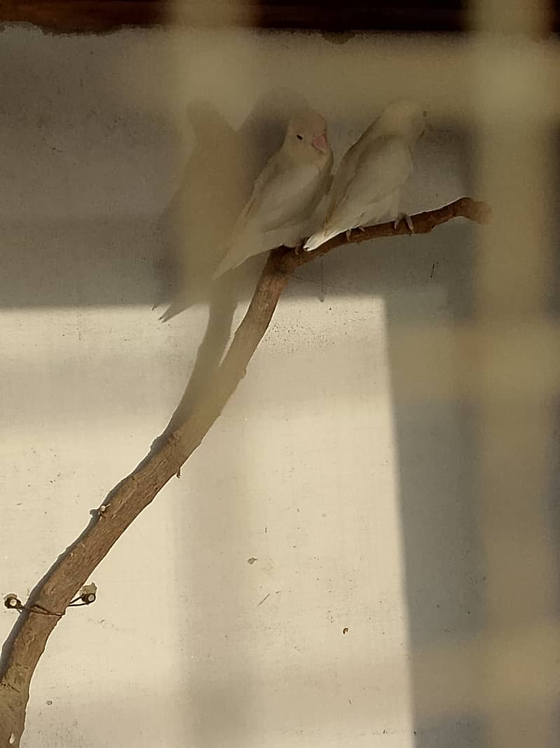 Albino pair 4