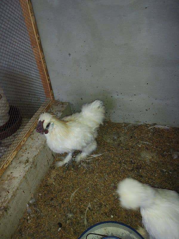 white silkie breeder male 0