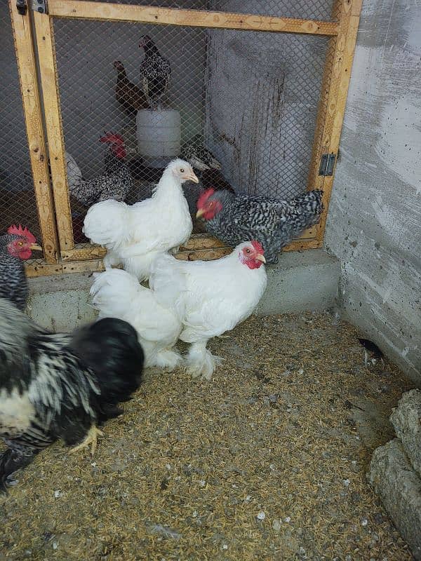 white silkie breeder male 1